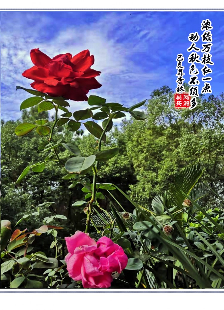 月季花天空020.jpg