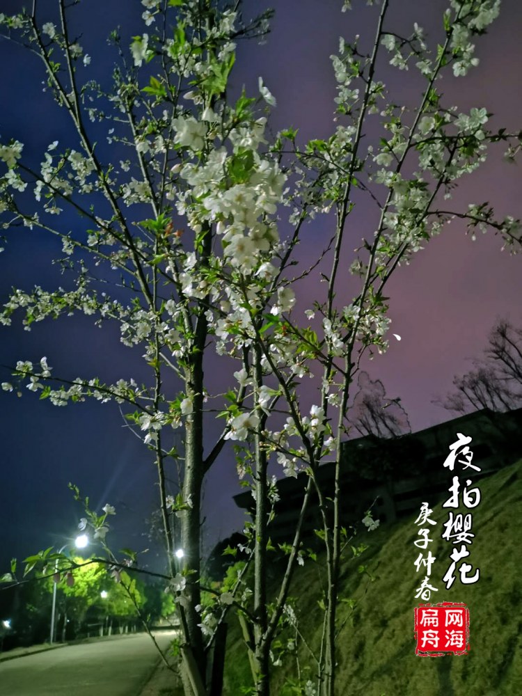 樱花9.jpg