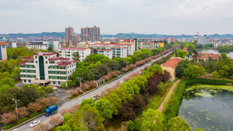 江西峡江：樱花街景美如画 (9).jpg