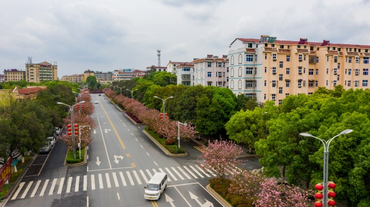 江西峡江：樱花街景美如画 (10).jpg