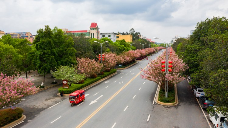 江西峡江：樱花街景美如画 (12).jpg