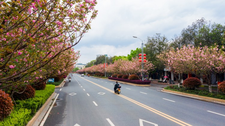 江西峡江：樱花街景美如画 (17).jpg