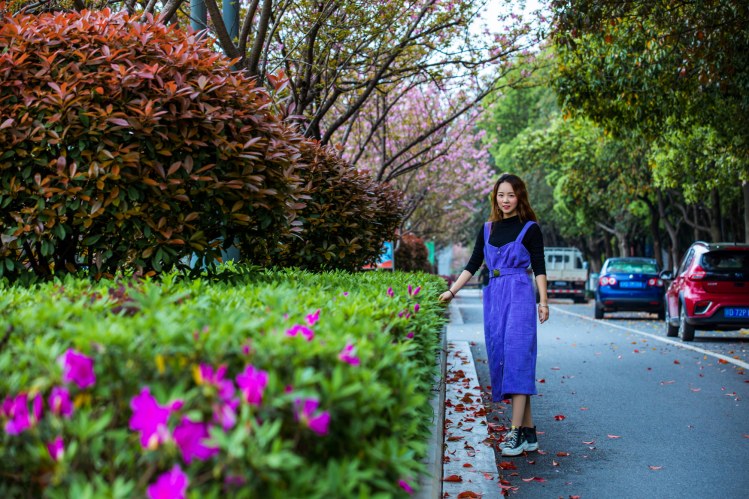 江西峡江：樱花街景美如画 (25).jpg