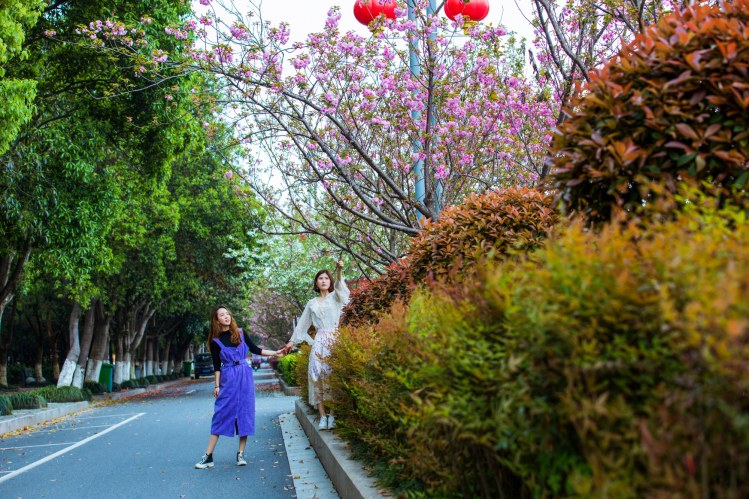 江西峡江：樱花街景美如画 (27).jpg